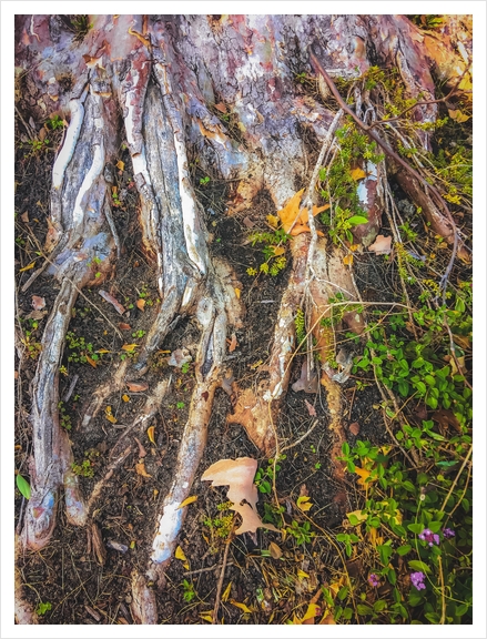 tree roots with green leaves plant on the ground Art Print by Timmy333