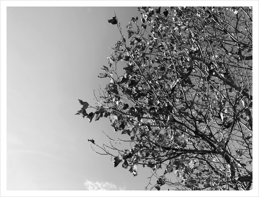 tree branch with clear sky background in black and white Art Print by Timmy333