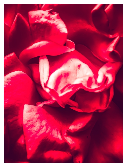 red rose background Art Print by Timmy333