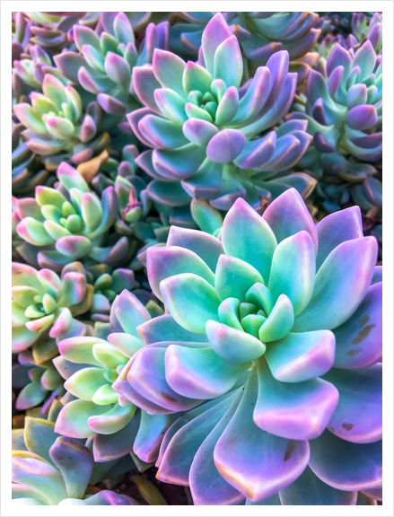 closeup green and pink succulent plant garden background Art Print by Timmy333