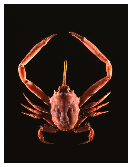 Crabe Art Print by Mermet