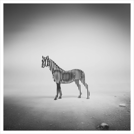 Zebra Mist Art Print by Eugene Soloviev