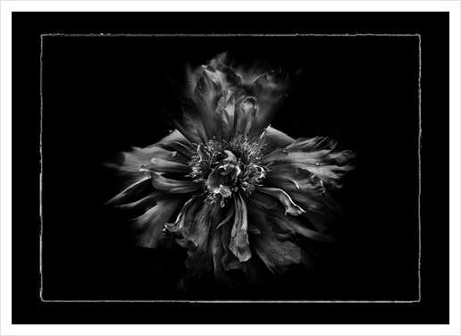 Backyard Flowers In Black And White No 49 with Border Art Print by The Learning Curve Photography