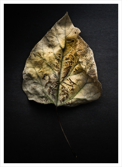 Leaves No 1 Color Version Art Print by The Learning Curve Photography