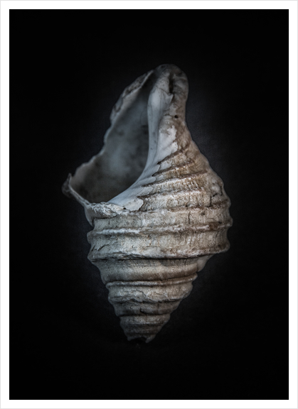 Shells No 6 Color Version Art Print by The Learning Curve Photography