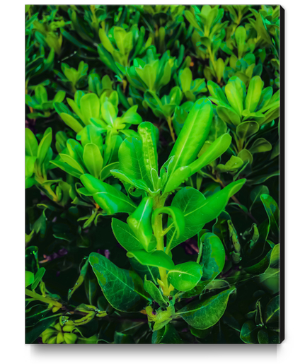 green leaves plant texture background Canvas Print by Timmy333