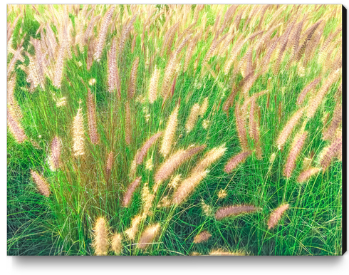 green grass field texture abstract with blooming grass flowers Canvas Print by Timmy333
