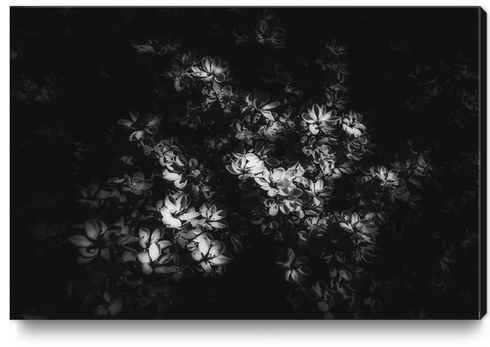 blooming flowers background in black and white Canvas Print by Timmy333