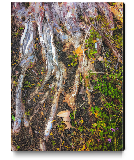 tree roots with green leaves plant on the ground Canvas Print by Timmy333