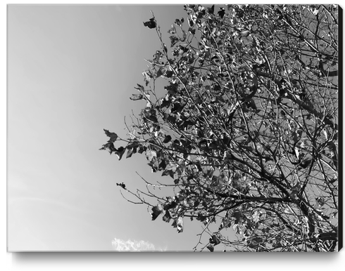 tree branch with clear sky background in black and white Canvas Print by Timmy333