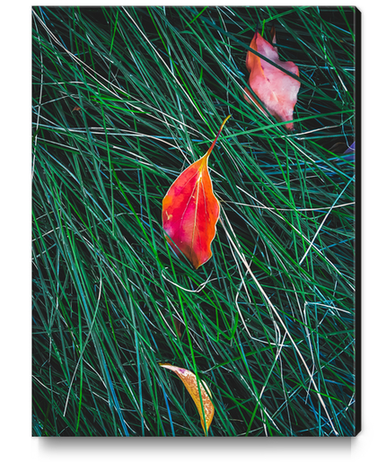 closeup orange leaves on the green grass field Canvas Print by Timmy333
