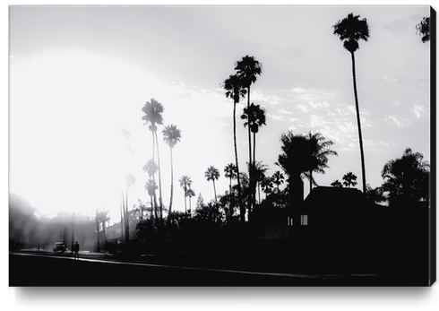 palm tree with sunset sky in California in black and white Canvas Print by Timmy333