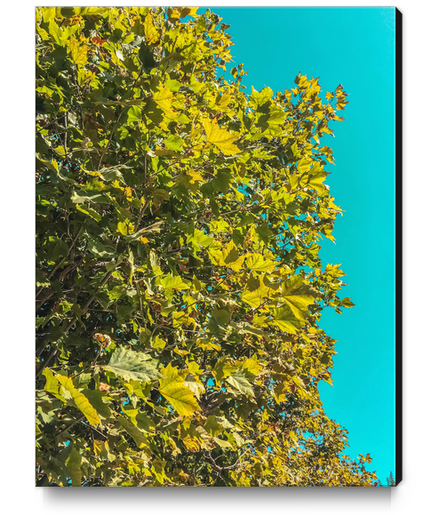 Green tree leaves with blue sky background Canvas Print by Timmy333