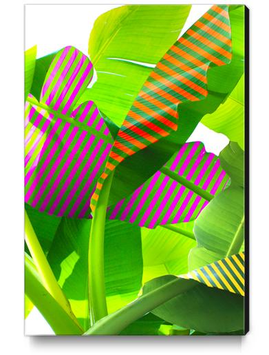 Banana stripes Canvas Print by fokafoka