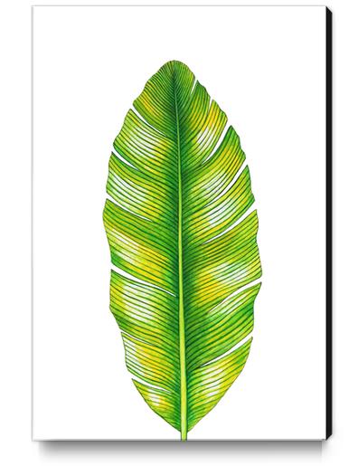 Banana Leaf Canvas Print by Nika_Akin