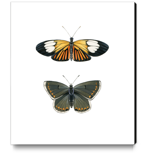 Orange and Black Butterflies Canvas Print by lizclaytonfuller