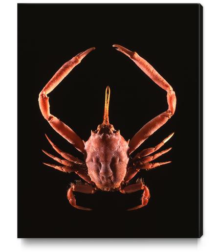 Crabe Canvas Print by Mermet