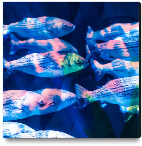 Colorful fish Canvas Print by mmartabc