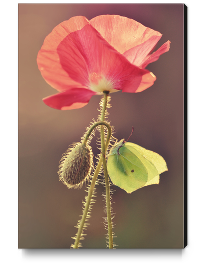 Yellow butterfly sitting on the pink poppy flower Canvas Print by Jarek Blaminsky