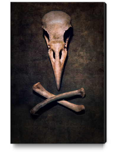 Birdie Canvas Print by Jarek Blaminsky