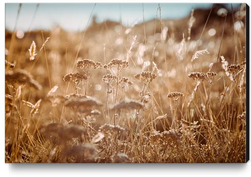 Field Canvas Print by Salvatore Russolillo