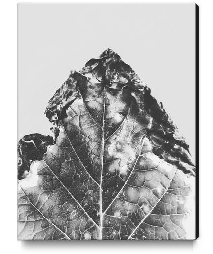 leaf texture background in black and white Canvas Print by Timmy333