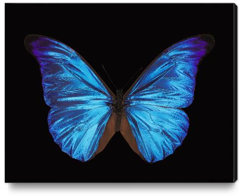 Papillon Morpho Rethenor  Canvas Print by Mermet