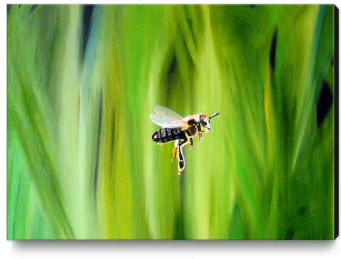 L'abeille Canvas Print by Kapoudjian