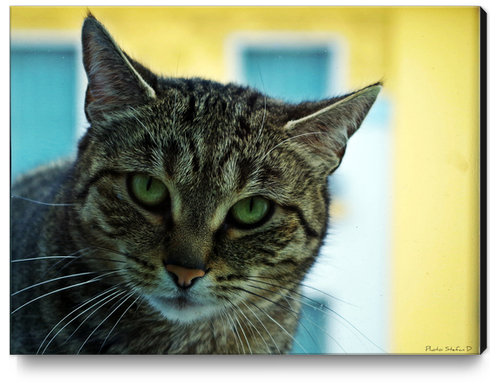 Regard de chat Canvas Print by Stefan D