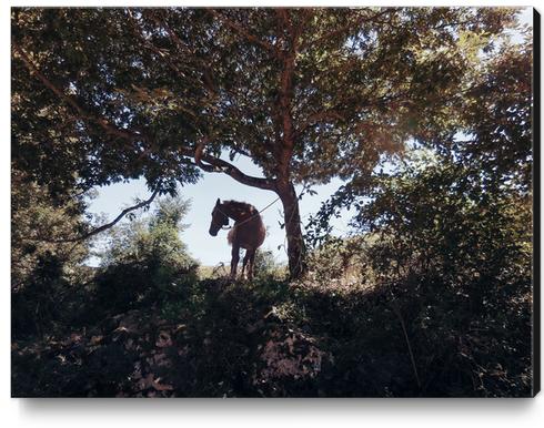 The Horse Canvas Print by Salvatore Russolillo