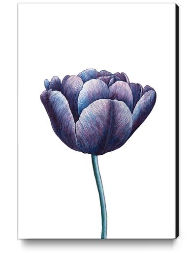 Tulip Canvas Print by Nika_Akin