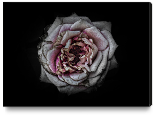 Backyard Flowers No 110 Color Version Canvas Print by The Learning Curve Photography