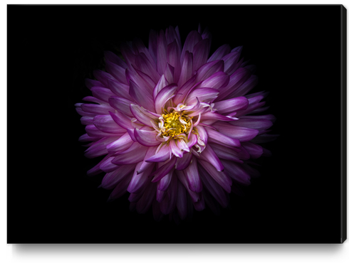 Backyard Flowers No 20 Color Version Canvas Print by The Learning Curve Photography