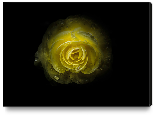 Backyard Flowers No 64 Color Version Canvas Print by The Learning Curve Photography