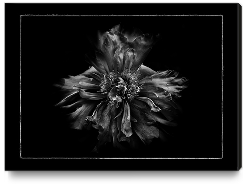 Backyard Flowers In Black And White No 49 with Border Canvas Print by The Learning Curve Photography