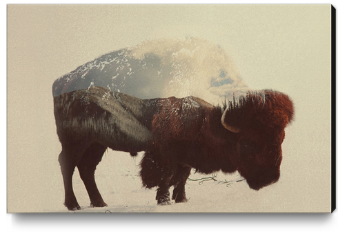 Buffalo Canvas Print by Andreas Lie