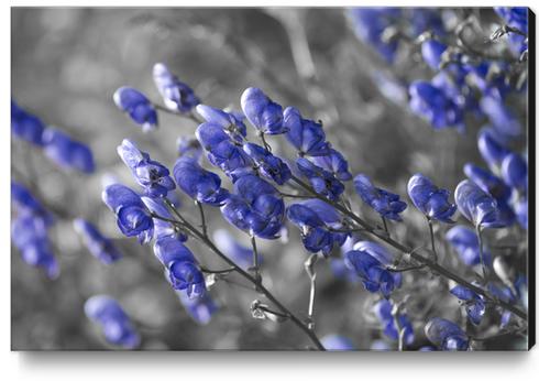 Blue Flower Canvas Print by cinema4design