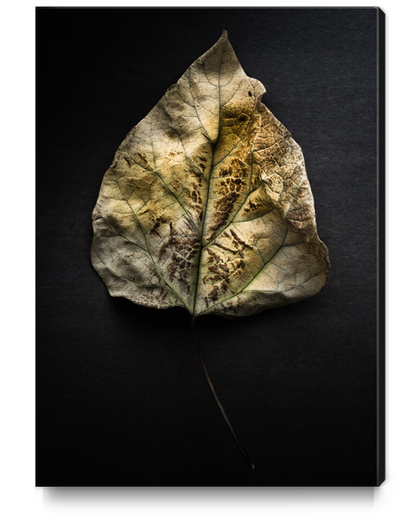 Leaves No 1 Color Version Canvas Print by The Learning Curve Photography