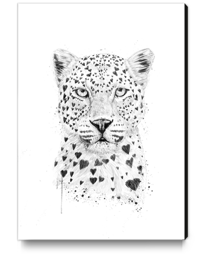 Lovely leopard Canvas Print by Balazs Solti