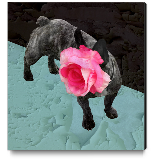 Romantic French Bulldog Canvas Print by Ivailo K