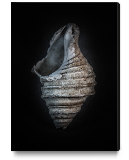 Shells No 6 Color Version Canvas Print by The Learning Curve Photography