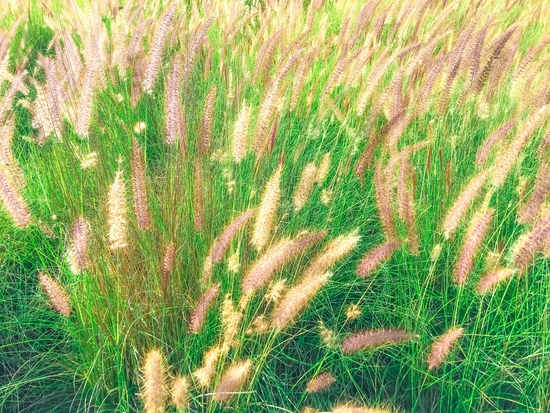 green grass field texture abstract with blooming grass flowers by Timmy333