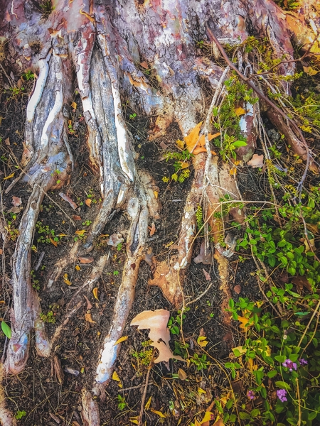 tree roots with green leaves plant on the ground by Timmy333