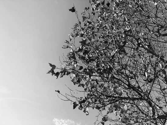 tree branch with clear sky background in black and white by Timmy333