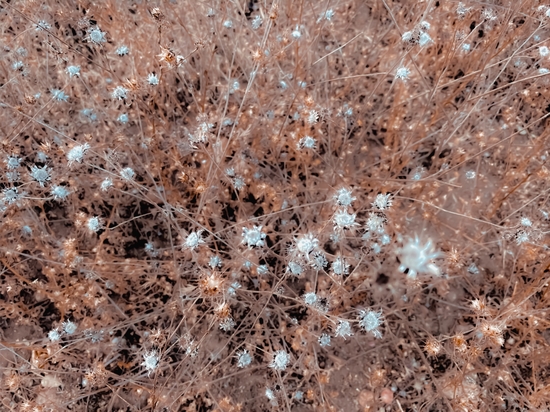 blooming dry flowers with brown dry grass abstract background by Timmy333