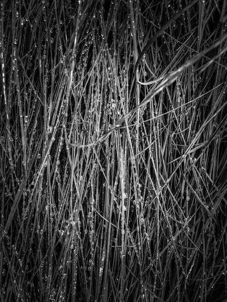 silky grass texture in black and white by Timmy333