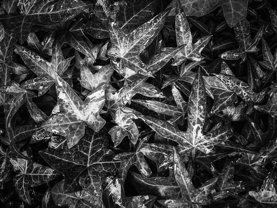 closeup ivy leaves texture abstract background in black and white by Timmy333