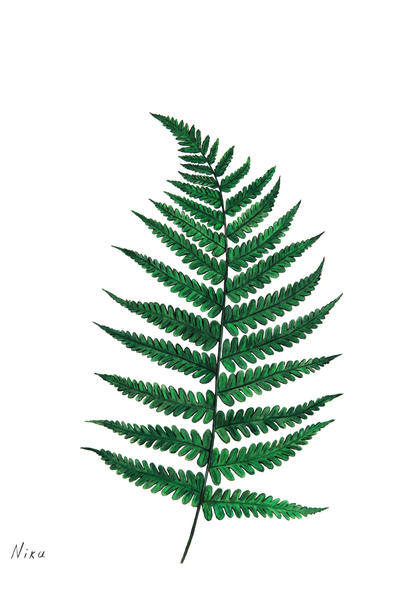 Fern by Nika_Akin