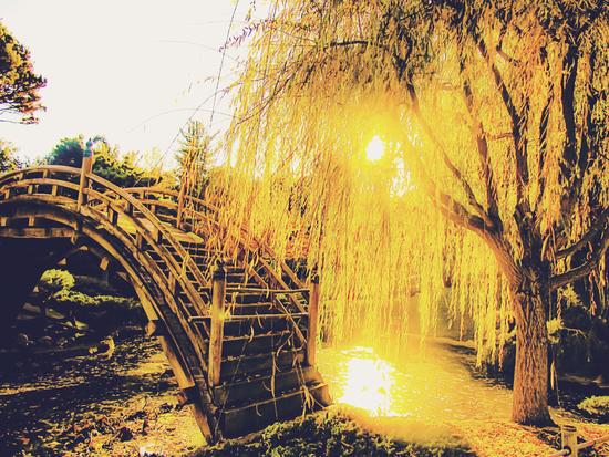 summer light in the garden with tree and wooden bridge by Timmy333