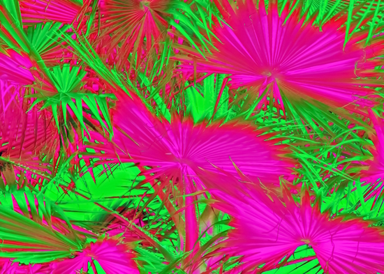 closeup palm leaf texture abstract background in pink and green by Timmy333